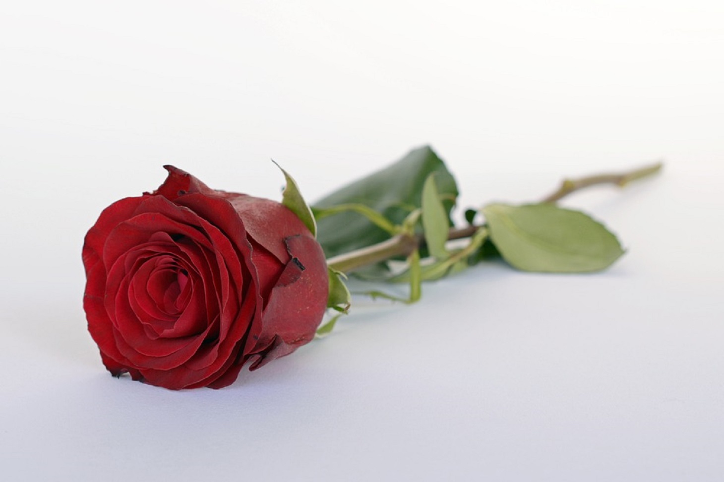 A San Valentino il 34% degli italiani regala fiori, ma 4 su 10 nulla -  Ulisse online