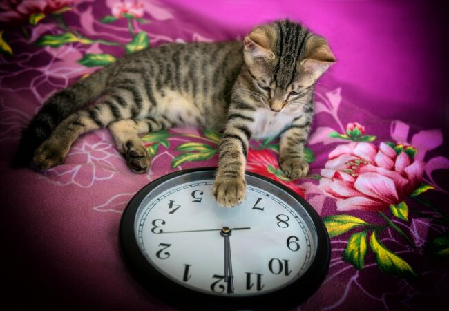 capodanno gatto orologio