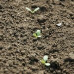 seminare agricoltura germoglio