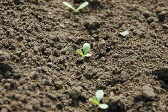 seminare agricoltura germoglio