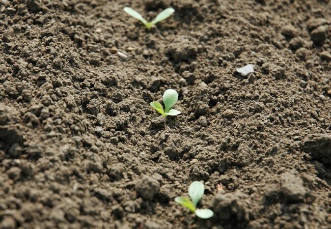 seminare agricoltura germoglio
