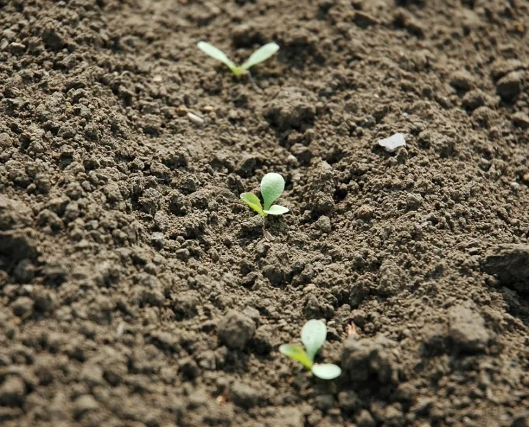 seminare agricoltura germoglio