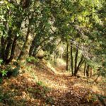 alberi