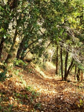 alberi