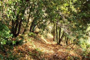 alberi