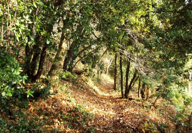alberi