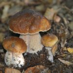 funghi