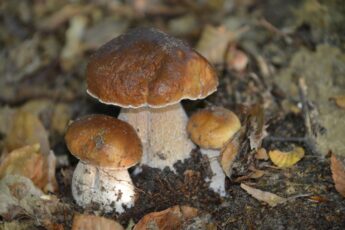 funghi