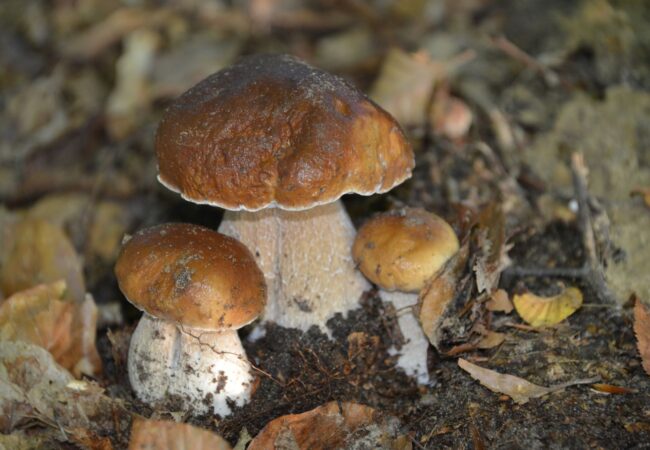 funghi